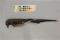 藏品(樹鵲)的圖片